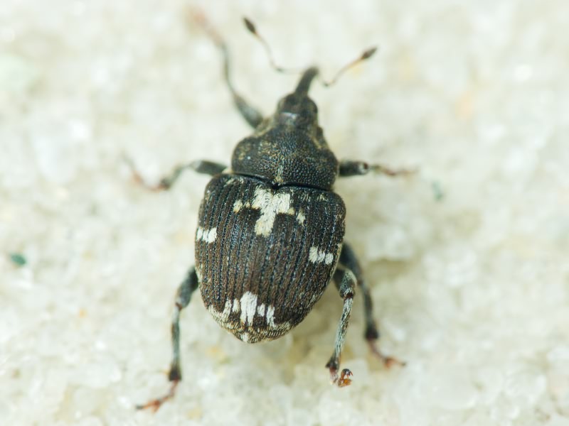 Curculionidae Latreille, 1802